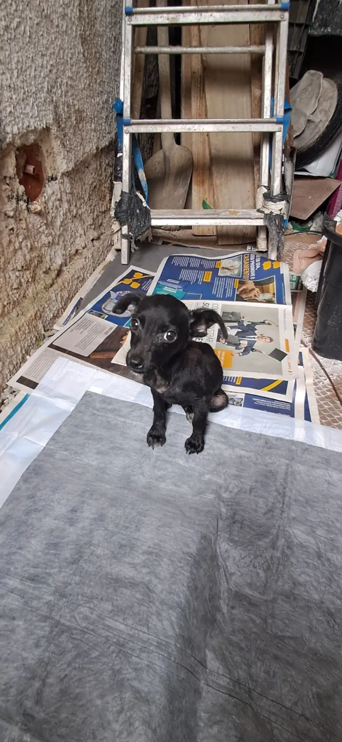 Cachorro raça SRD-ViraLata idade 2 a 6 meses nome Soluço