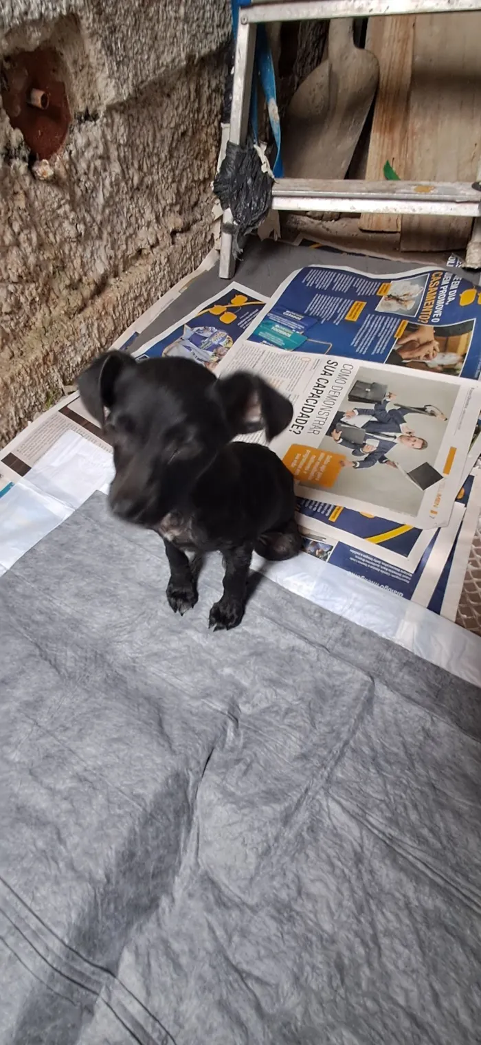 Cachorro raça SRD-ViraLata idade 2 a 6 meses nome Soluço