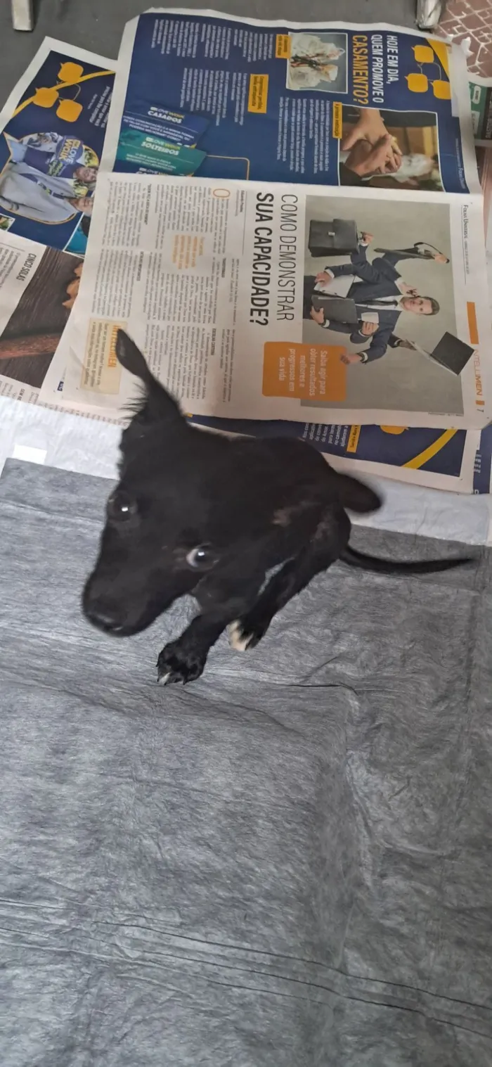 Cachorro raça SRD-ViraLata idade 2 a 6 meses nome Soluço