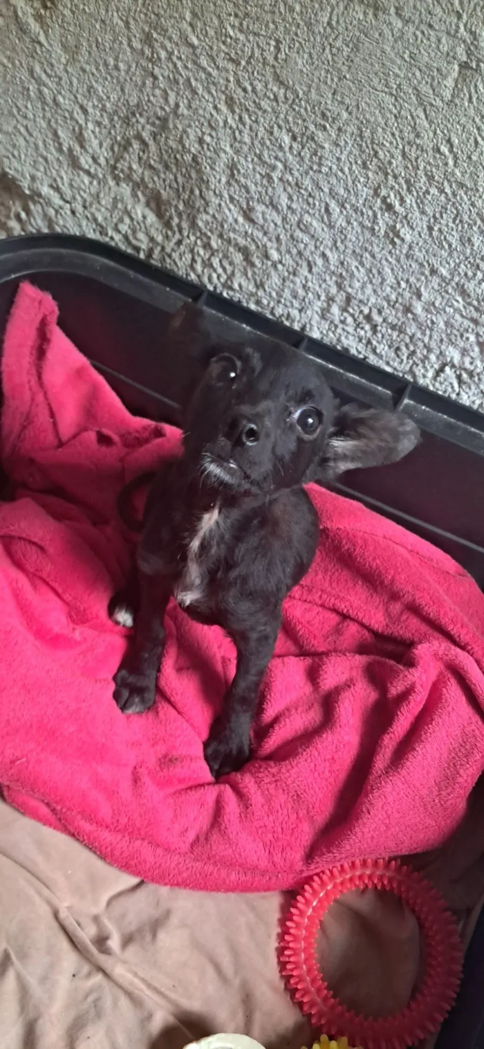 Cachorro raça SRD-ViraLata idade 2 a 6 meses nome Soluço