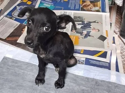 Cachorro raça SRD-ViraLata idade 2 a 6 meses nome Soluço