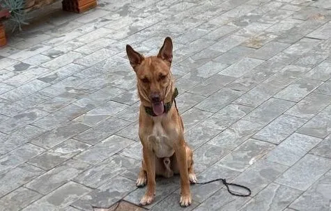 Cachorro raça SRD-ViraLata idade 7 a 11 meses nome Fred