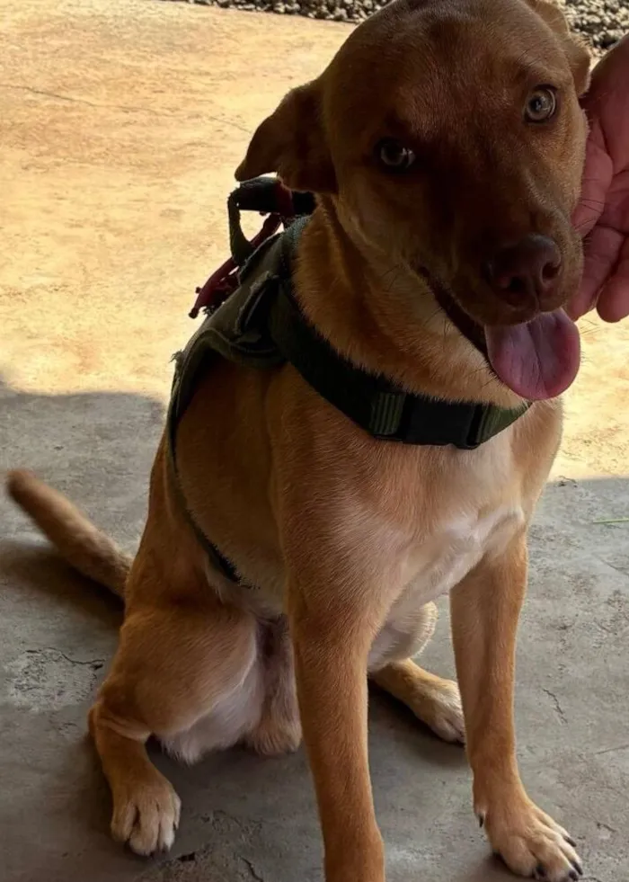 Cachorro raça SRD-ViraLata idade 7 a 11 meses nome Fred