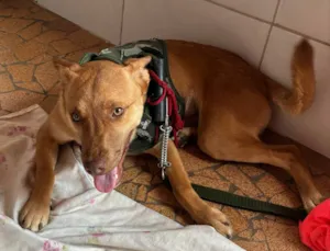 Cachorro raça SRD-ViraLata idade 7 a 11 meses nome Fred