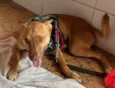 Cachorro raça SRD-ViraLata idade 7 a 11 meses nome Fred