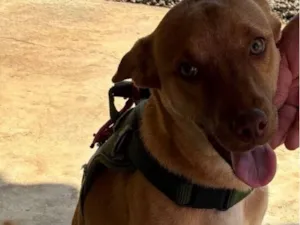 Cachorro raça SRD-ViraLata idade 7 a 11 meses nome Fred