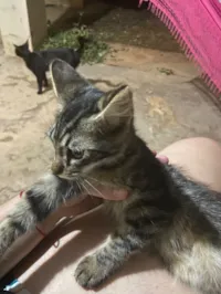 Gato raça SRD-ViraLata idade 2 a 6 meses nome Nao tem nome