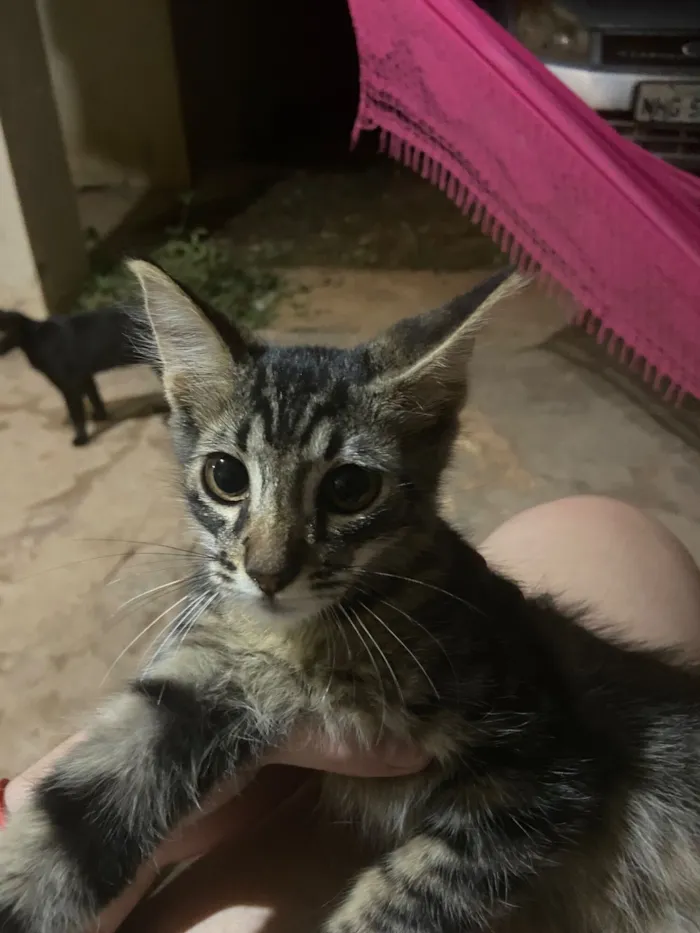 Gato raça SRD-ViraLata idade 2 a 6 meses nome Nao tem nome
