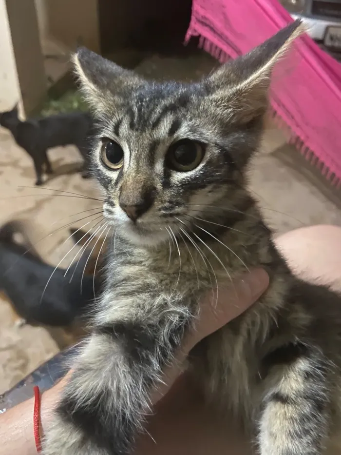 Gato raça SRD-ViraLata idade 2 a 6 meses nome Nao tem nome