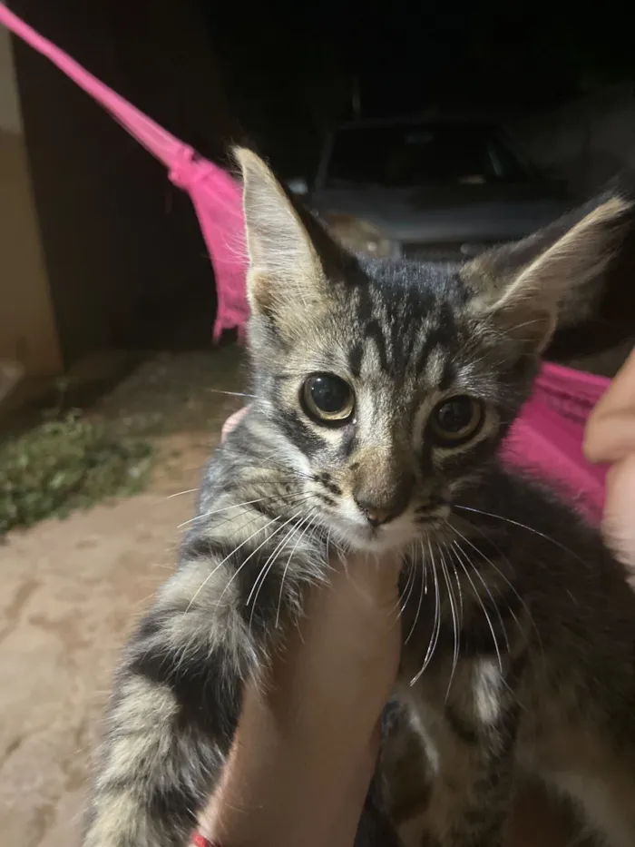 Gato raça SRD-ViraLata idade 2 a 6 meses nome Nao tem nome