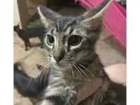 Gato raça SRD-ViraLata idade 2 a 6 meses nome Nao tem nome