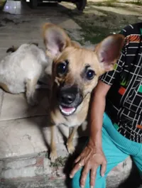 Cachorro raça SRD-ViraLata idade 1 ano nome Maia