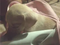 Cachorro raça SRD-ViraLata idade 2 a 6 meses nome Eloisa 