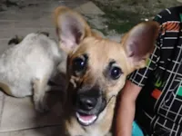 Cachorro raça SRD-ViraLata idade 1 ano nome Maia