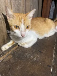 Gato raça SRD-ViraLata idade 1 ano nome Sem nome 