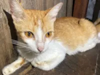 Gato raça SRD-ViraLata idade 1 ano nome Sem nome 
