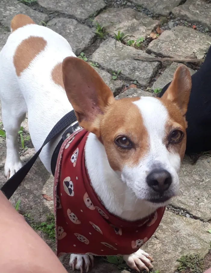 Cachorro raça SRD-ViraLata idade 6 ou mais anos nome Duke