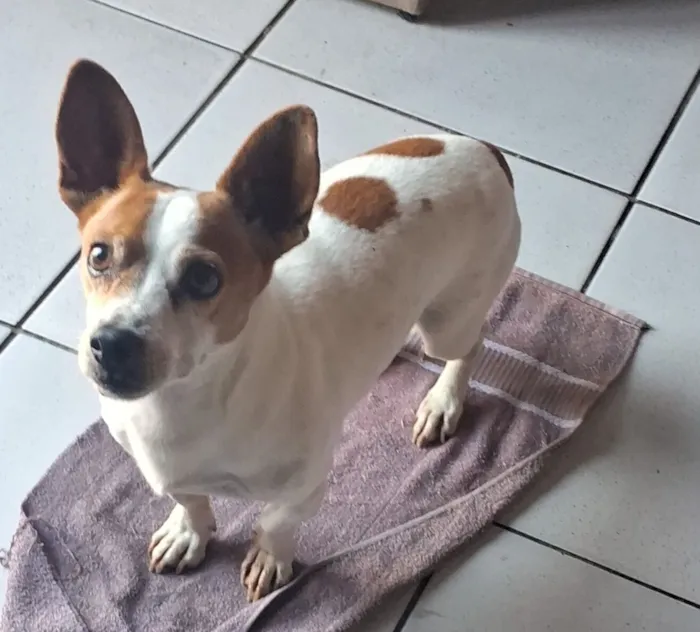 Cachorro raça SRD-ViraLata idade 6 ou mais anos nome Duke