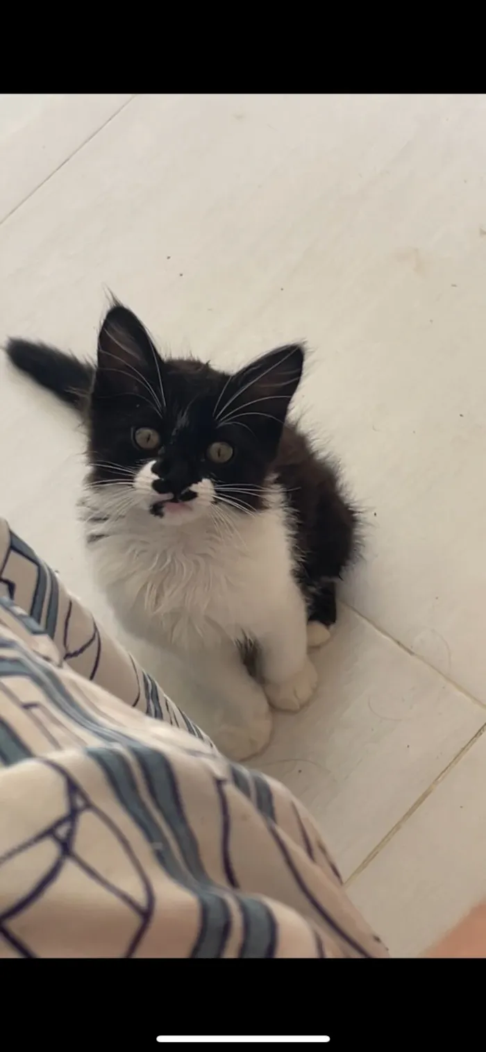 Gato raça SRD-ViraLata idade 7 a 11 meses nome Se chama Nala, eu descobri que era macho a um tempinho, mas ainda chamo de Nala 