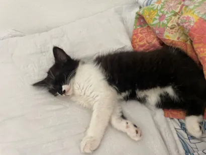 Gato raça SRD-ViraLata idade 7 a 11 meses nome Se chama Nala, eu descobri que era macho a um tempinho, mas ainda chamo de Nala 