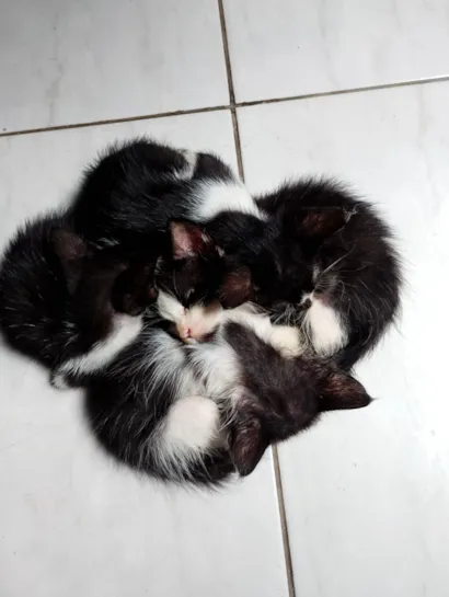 Gato raça SRD-ViraLata idade 2 a 6 meses nome PAMELA VICTORIA GARCIA HURTADO