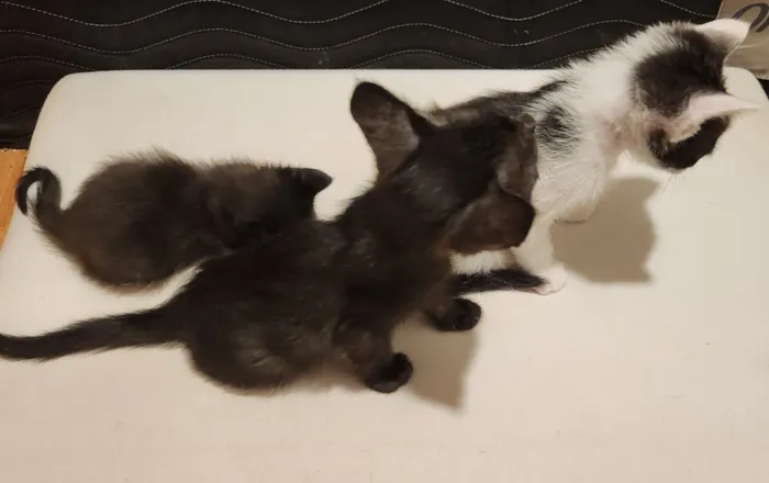 Gato raça SRD-ViraLata idade Abaixo de 2 meses nome Gatinhos filhotes para adoção em São Leopoldo - RS