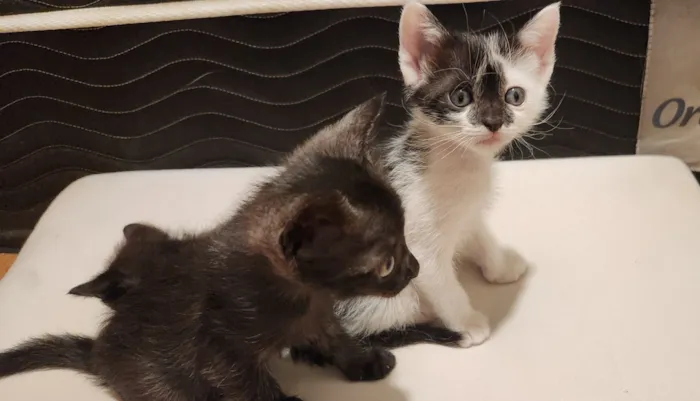 Gato raça SRD-ViraLata idade Abaixo de 2 meses nome Gatinhos filhotes para adoção em São Leopoldo - RS