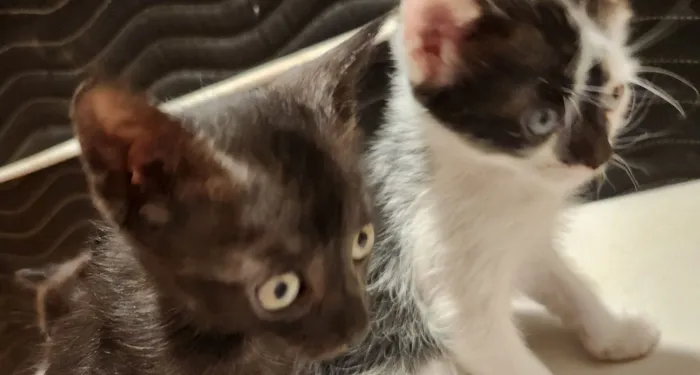 Gatinhos filhotes para adoção em São Leopoldo - RS