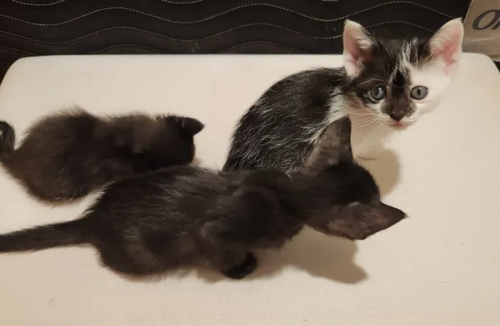 Gato raça SRD-ViraLata idade Abaixo de 2 meses nome Gatinhos filhotes para adoção em São Leopoldo - RS