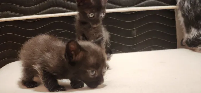 Gato raça SRD-ViraLata idade Abaixo de 2 meses nome Gatinhos filhotes para adoção em São Leopoldo - RS