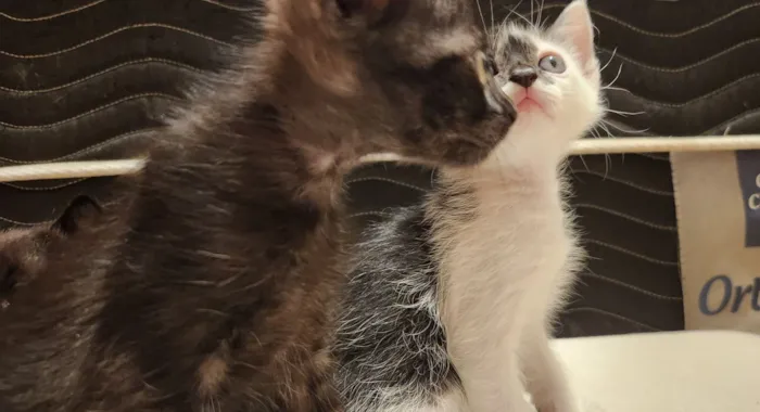 Gatinhos filhotes para adoção em São Leopoldo - RS