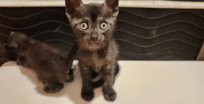 Gatinhos filhotes para adoção em São Leopoldo - RS