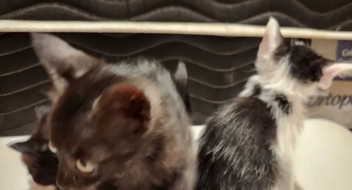 Gatinhos filhotes para adoção em São Leopoldo - RS