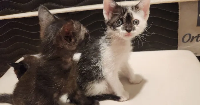 Gato raça SRD-ViraLata idade Abaixo de 2 meses nome Gatinhos filhotes para adoção em São Leopoldo - RS