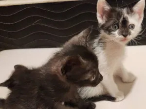 Gato raça SRD-ViraLata idade Abaixo de 2 meses nome Gatinhos filhotes para adoção em São Leopoldo - RS
