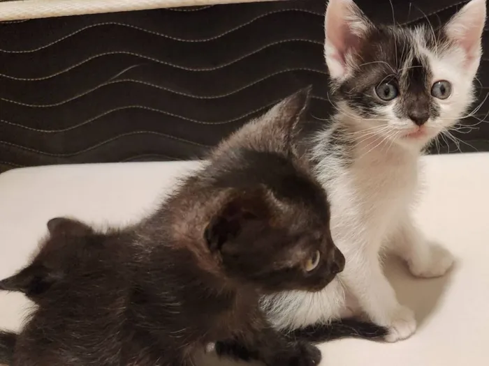 Gato raça SRD-ViraLata idade Abaixo de 2 meses nome Gatinhos filhotes para adoção em São Leopoldo - RS