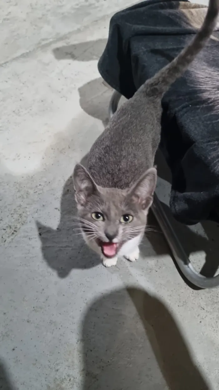 Gato raça SRD-ViraLata idade 2 a 6 meses nome Sem nome