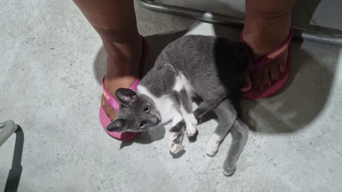 Gato raça SRD-ViraLata idade 2 a 6 meses nome Sem nome