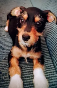 Cachorro raça Schnauzer e Aussie idade 2 a 6 meses nome Zaia