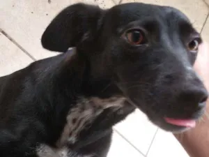 Cachorro raça Não identificada idade 2 a 6 meses nome Mel