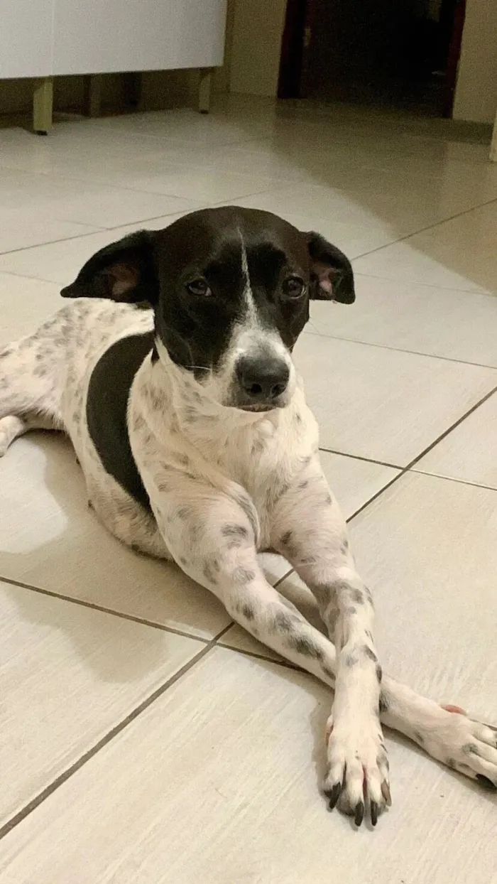 Cachorro raça SRD-ViraLata idade 3 anos nome Dayla