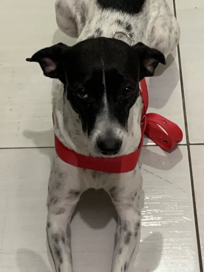 Cachorro raça SRD-ViraLata idade 3 anos nome Dayla