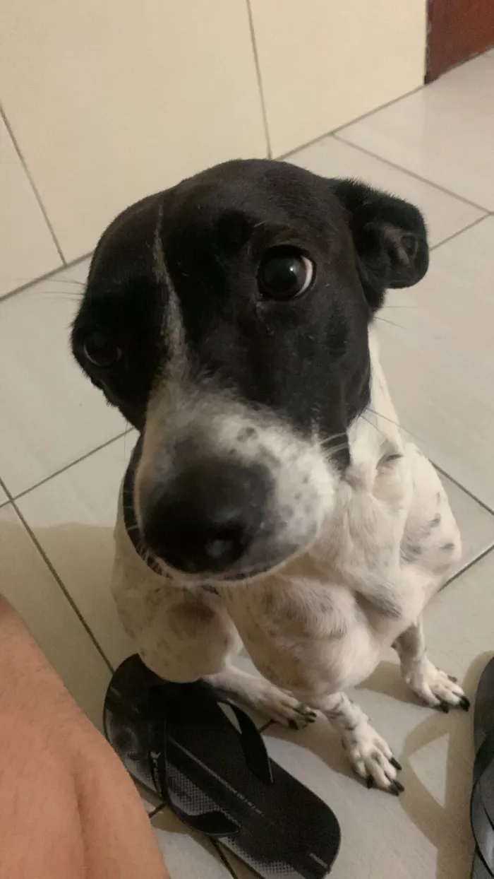 Cachorro raça SRD-ViraLata idade 3 anos nome Dayla