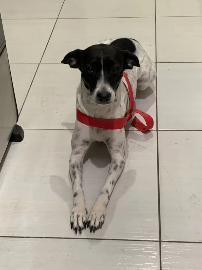 Cachorro raça SRD-ViraLata idade 3 anos nome Dayla