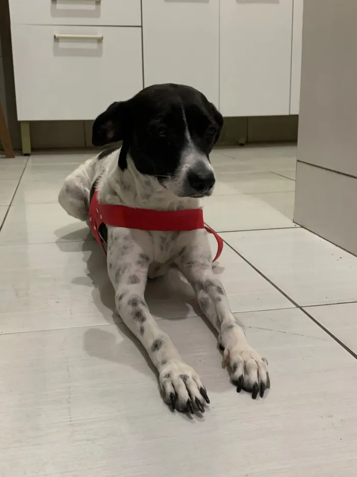 Cachorro raça SRD-ViraLata idade 3 anos nome Dayla