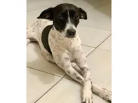 Cachorro raça SRD-ViraLata idade 3 anos nome Dayla