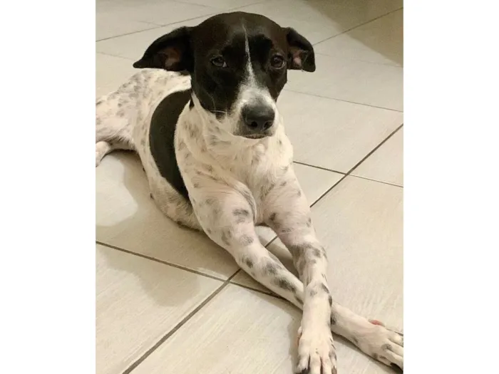 Cachorro raça SRD-ViraLata idade 3 anos nome Dayla