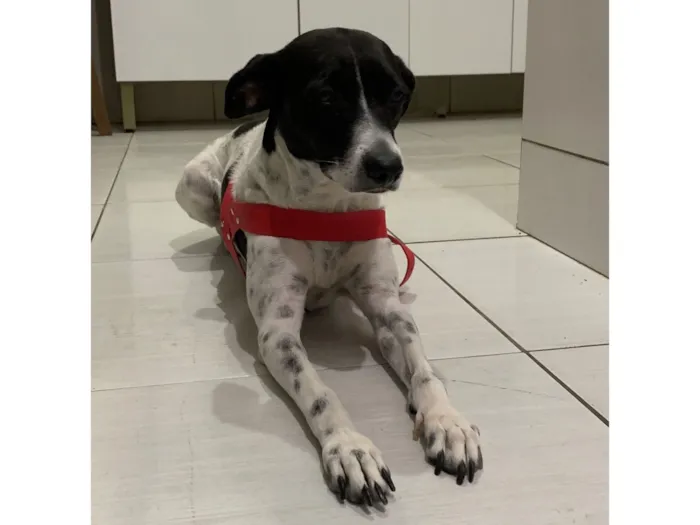 Cachorro raça SRD-ViraLata idade 3 anos nome Dayla