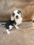 Cachorro raça SRD-ViraLata idade Abaixo de 2 meses nome Sem nome