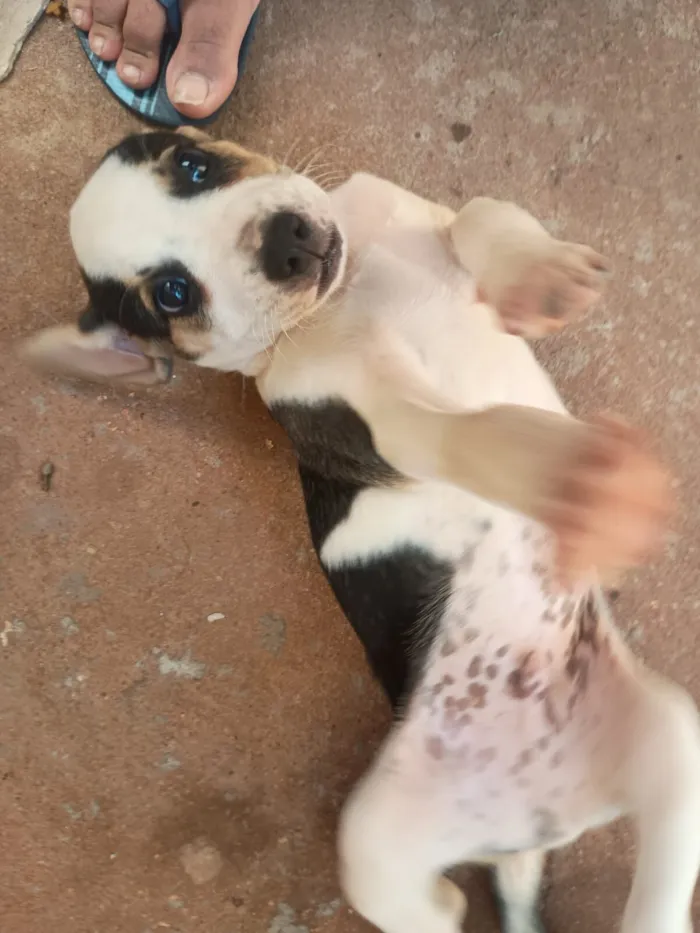 Cachorro raça SRD-ViraLata idade Abaixo de 2 meses nome Sem nome